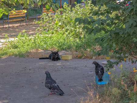 An Experienced Black Cat and Two Pigeons Watch Each Other Warily, And Pretend That They Are...