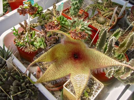 The Large Flower of the Plant Stapelia Gigantea, (Latin), Serves as A Decoration for The Home Collection of Succulentsの写真素材