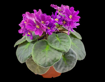 Flowering Plant Violet Uzambarskaya (Russian Language), Hybrid. Isolated On White Backgroundの写真素材