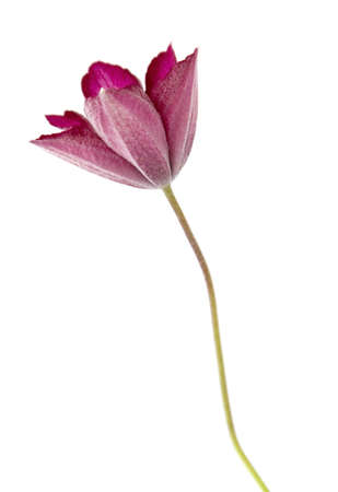 A flower of garden Clematis  virgin s bower , isolated on white backgroundの写真素材