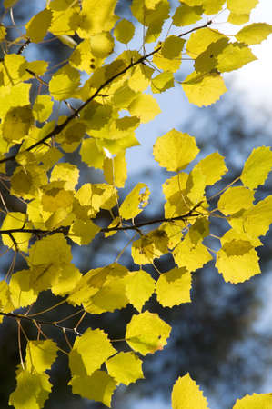 Yellow aspen leaves and the blue sky