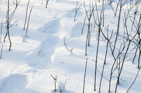 Footsteps on a snowの写真素材