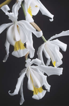 Flowers of Coelogyne cristata orchid on black backgroundの写真素材