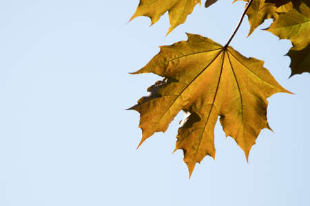 Maple leaves across the suny sky