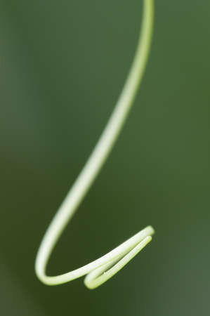 trepador plant
