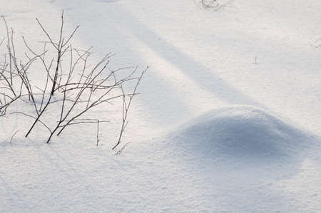 Bush branches in deep snow in winterの写真素材