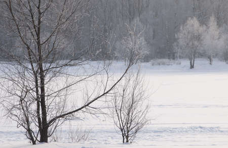 The winter lanscape of Sokolniki park in Moscow, Russiaの写真素材