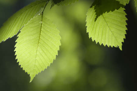 Green leaves in a clear sunlightの写真素材