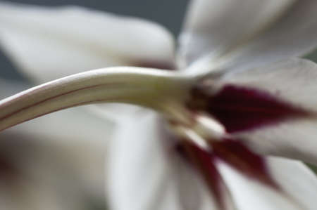 Acidanthera flower, macro shot, local focusの写真素材
