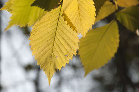 Yellow leaves in a sunny autumn dayの写真素材