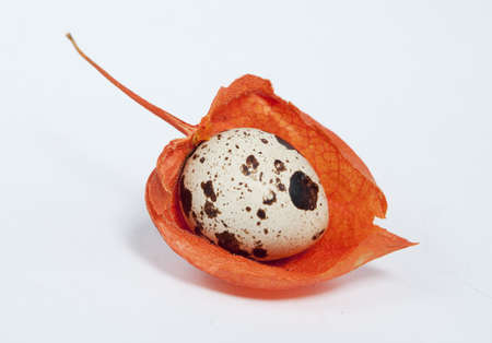 Quail egg as winter cherry (physalis) fruitの写真素材