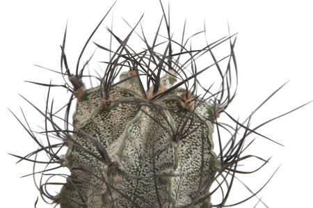 Astrophytum capricorne cactus close-up ower white backgroundの写真素材