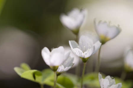 Wood Sorrel (Oxalis) flowers in spring, macro