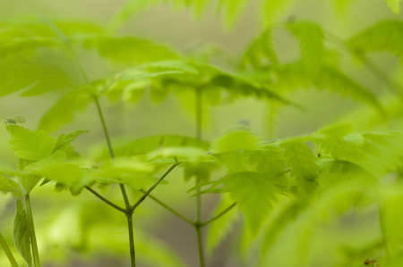 Young leaf of fern in spring, macro shotの写真素材