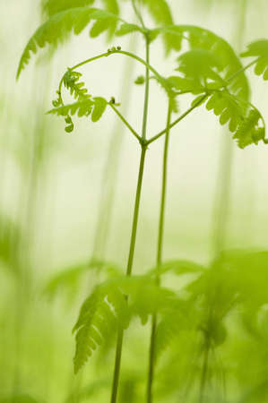 Young leaf of fern in spring, macro shotの写真素材