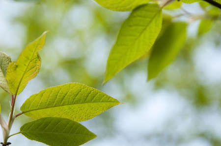 Bird cherry leaves in early springの写真素材