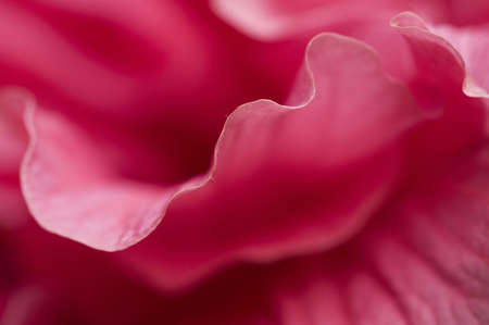 hibiscus flower fragment macro shot as an abstract backgroundの写真素材