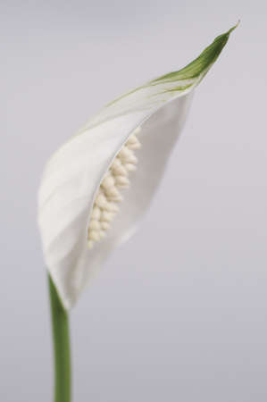 Spathiphyllum (peace lily) flower, close-up shotの写真素材