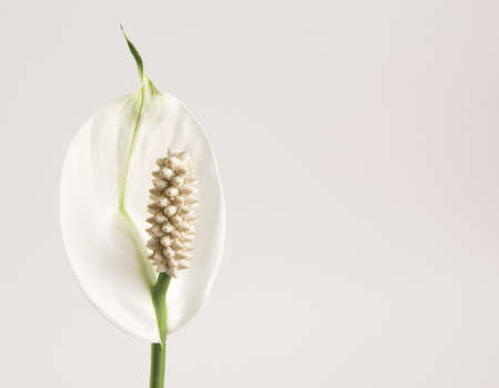 Spathiphyllum (peace lily) flower, close-up shotの写真素材