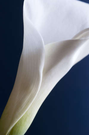 Calla lily flower over a blue backgroundの写真素材