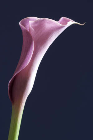 Pink Calla lily flower over a blue backgroundの写真素材