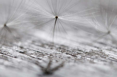dandelion clock parachutes macro shotの写真素材