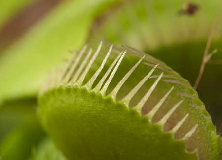 Venus flytrap leaf closed, macro shot, local focus