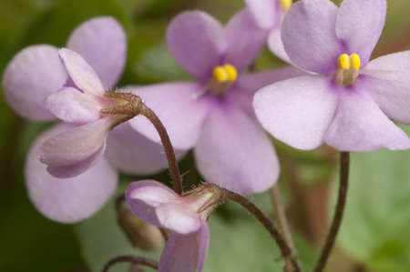 African violet (Saintpaulia) Always Pink close-up