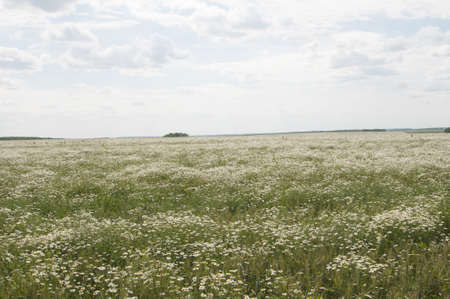 Field covered with white and yellow Ox-eye daisy flowersの写真素材