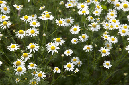 Field covered with white and yellow Ox-eye daisy flowers, close-upの写真素材