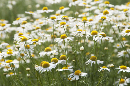 Field covered with white and yellow Ox-eye daisy flowers, close-upの写真素材