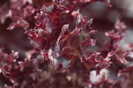 Close-up chot of lettuce leaves, the curly edge macroの写真素材