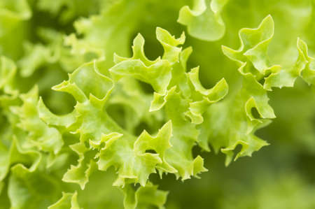 Close-up chot of lettuce leaves, the curly edge macroの写真素材