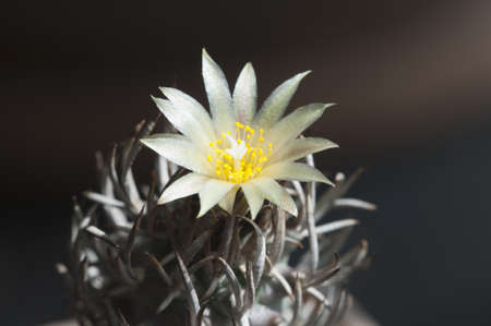 Flovering cactus Turbinicarpus flaviflorus, macro shotの写真素材