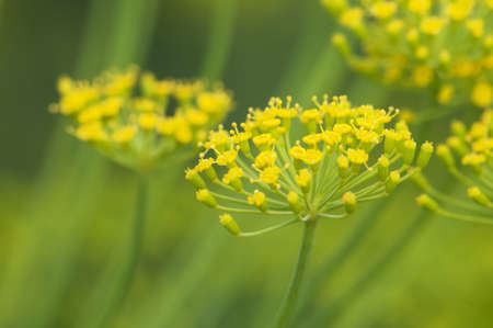 Dill flowers close-up, local focus