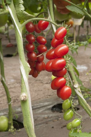 Red tomatoes in a greenhouse ready for harvestingの写真素材