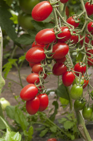 Red tomatoes in a greenhouse ready for harvestingの写真素材