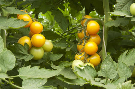 Yellow tomatoes in a greenhouse ready for harvestingの写真素材