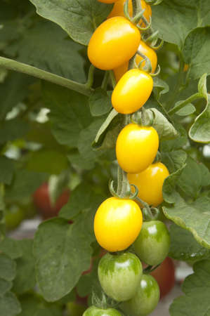 Yellow tomatoes in a greenhouse ready for harvestingの写真素材