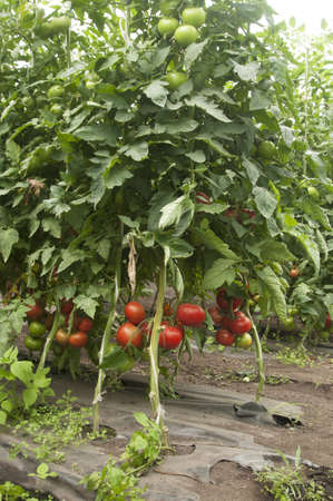 Tomato plants in a greenhouse,  habit viewの写真素材
