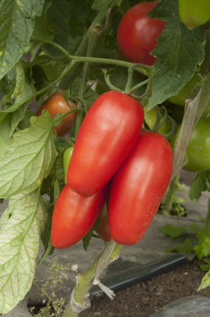 Red tomatoes in a greenhouse ready for harvestingの写真素材