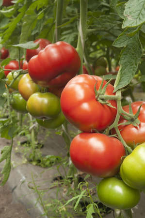 Red tomatoes in a greenhouse ready for harvestingの写真素材