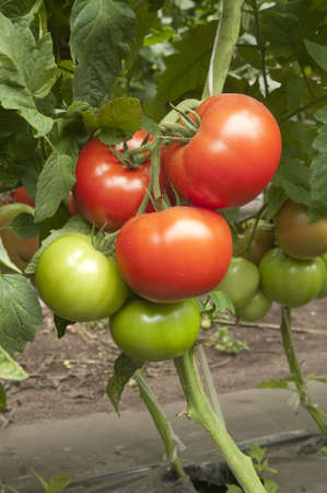Red tomatoes in a greenhouse ready for harvestingの写真素材