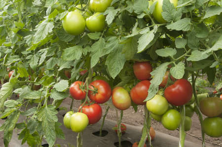 Tomato plants in a greenhouse,  habit viewの写真素材