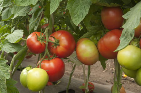 Red tomatoes in a greenhouse ready for harvestingの写真素材