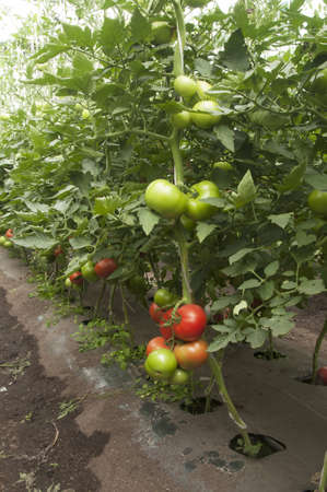 Tomato plants in a greenhouse,  habit viewの写真素材