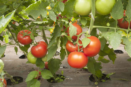 Red tomatoes in a greenhouse ready for harvestingの写真素材