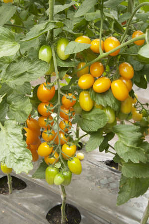 Yellow tomatoes in a greenhouse ready for harvestingの写真素材