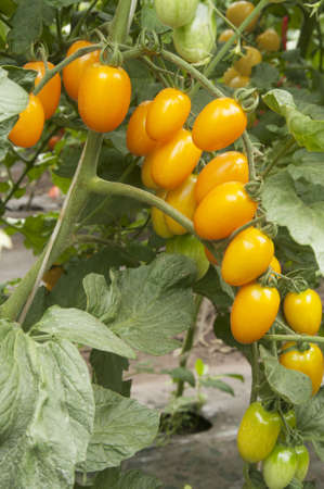 Yellow tomatoes in a greenhouse ready for harvestingの写真素材