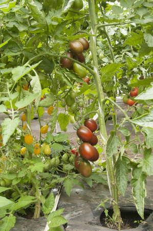 Tomato plants in a greenhouse,  habit viewの写真素材